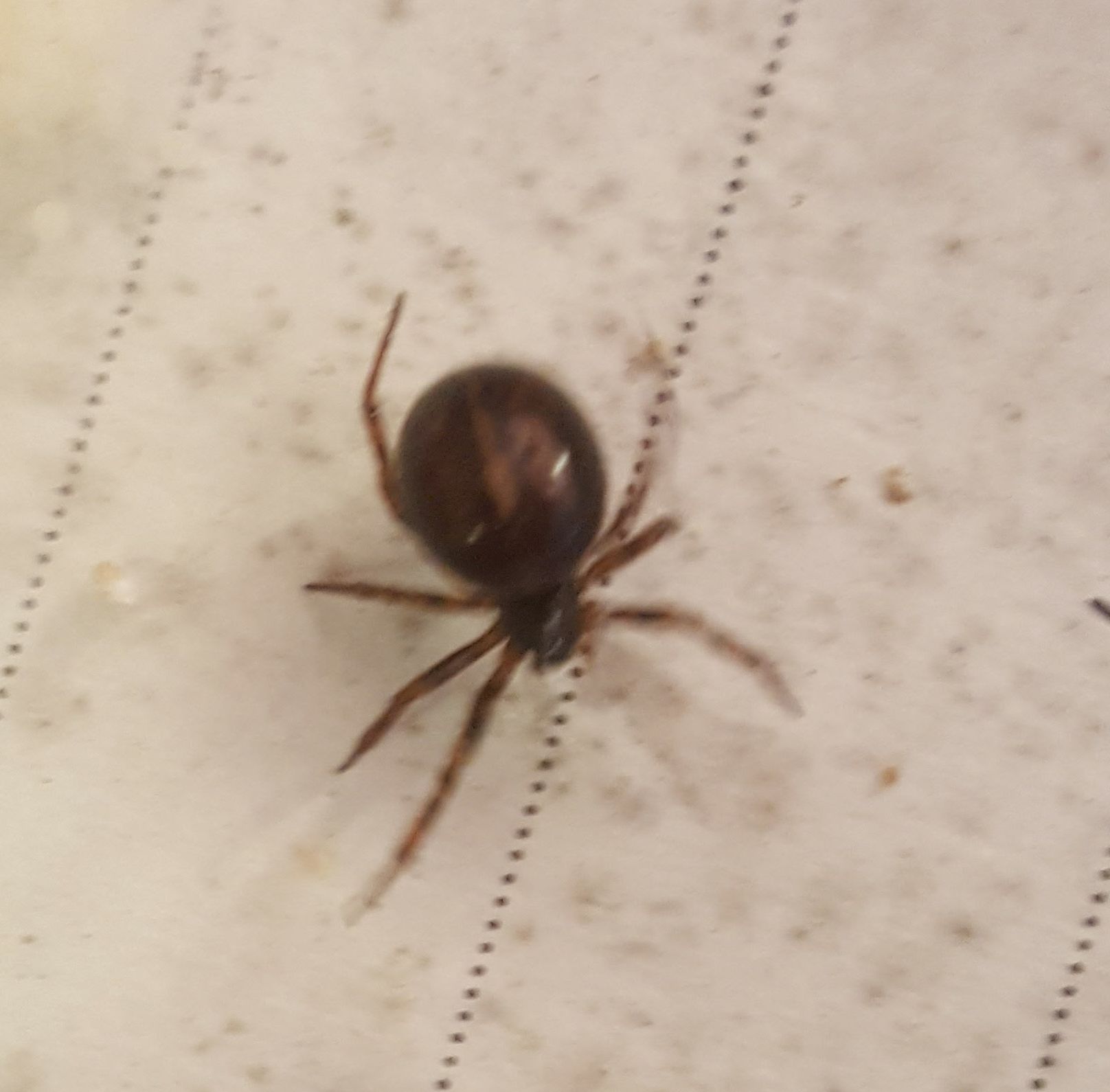 False widow spider